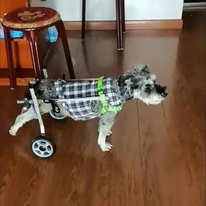 Silla de ruedas para patas traseras de perro Schnauzer con…