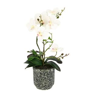 Flair Flower Orquídea Artificial con Hojas y raíces de Aire…