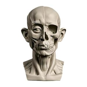 Modelos de cabeza para bocetos de retratos, estatuas de yes…