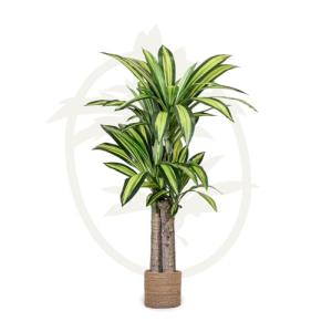 Maia Shop | Drácena Artificial | Plantas Artificiales Decor…