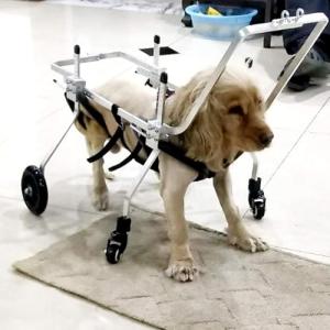 Silla Ruedas Perro Carrito de Rehabilitación para Mascotas…