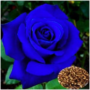 100 Semillas de Rosas Azules - Flores Únicas para Jardín, M…