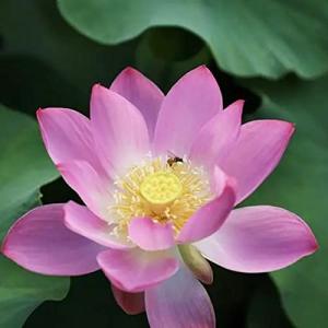 Haloppe Paquete de 20 semillas de plantas de flores para pl…