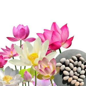 30x Semillas de loto - Nelumbo nucifera -3 colores (blanco,…