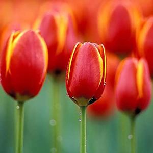 Haloppe 50 Unids Flores de Tulipán Semillas de Plantas para…