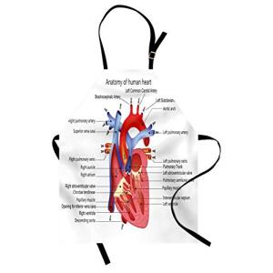 ABAKUHAUS Educativo Delantal de Cocina, Órganos del cuerpo…