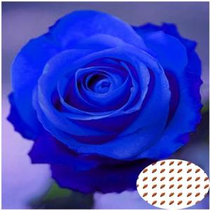 50 Semillas de Rosas Azules - Flores Únicas para Jardín, Ma…