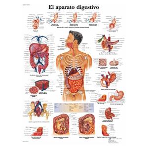 3B Scientific VR3422L Póster anatómico, el Aparato Digestiv…