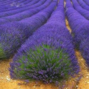 kiskick 400 Unids Semillas De Lavanda Fragante Hogar Jardín…