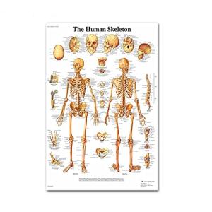 1pc Sistema de anatomía Humana Sistema de Seda Pintura Pint…