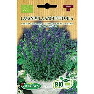 Germisem Orgánica Lavandula Angustifolia Semillas de Lavand…