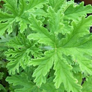 Haloppe 100 piezas de semillas de plantas de citronela para…