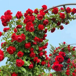 450 Piezas Semillas Resistentes De Rosal - Rosa Chinensis -…
