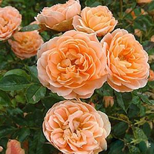 100 Semillas de Rosas Trepadoras para Plantar en Exteriores…