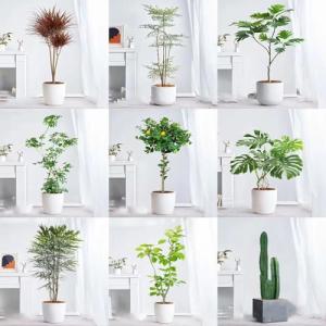250 piezas de mezcla de semillas de plantas de interior: fl…