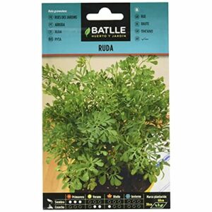 Semillas Batlle Ruda - Ruta graveolens