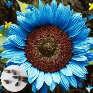 50 Piezas Semillas de Girasol para Sembrar, Semillas Giraso…