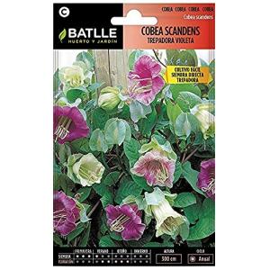 Semillas Batlle Cobea SCANDENS trepadora