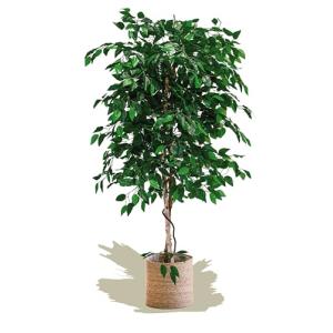 Maia Shop Ficus Artificial de 150 cm de Altura para Decorac…