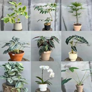 Mezcla de 250 piezas de semillas de plantas de interior: re…