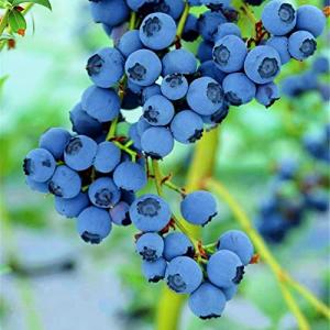 emillas de arándanos, 150 piezas de semillas de arándanos p…