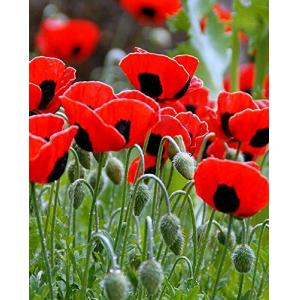 200 Semillas de Amapola Ladybird - Flores Jardines Plantas…