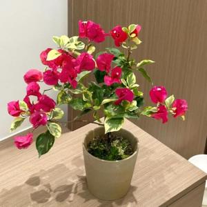 Semillas de plantas de buganvilla - semillas de plantas tre…