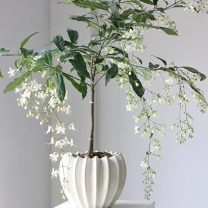 Planta de jazmín resistente - semillas plantas en macetas r…