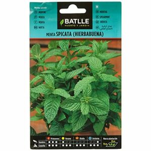 Semillas Batlle - Menta Spicata (Hierbabuena), Color Verde