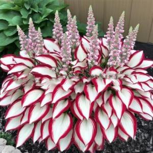 1000 Piezas Semillas de Hosta, Semillas Hosta, Semillas de…