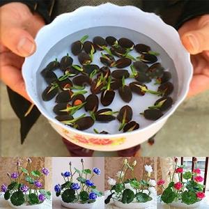 Luojuny Bowl Lotus Seeds, 1 bolsa Bowl Lotus Seeds Mini Rar…