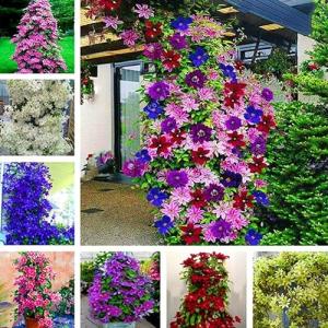 kiskick 100 Unids Clematis Semillas de Vid trepadora Planta…