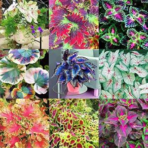 Haloppe 50Ps Coleus Flores Plantas Semillas para la plantac…