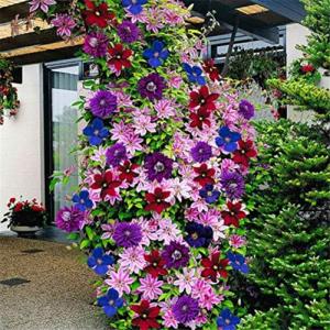 Haloppe 50 Unids Clematis Flores Semillas de Plantas para l…