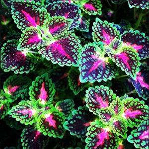 Haloppe 200 Unids Coleus Flores Semillas de Plantas para la…