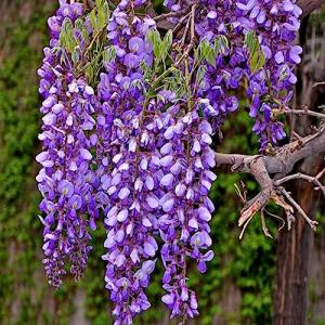 Luojuny Semillas de Wisteria, 50 Unids/bolsa Semillas de Wi…