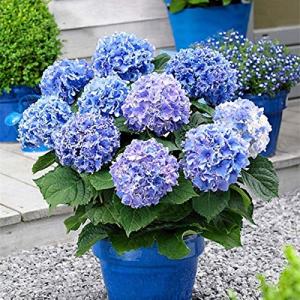 20 semillas de hortensia, plantas de flores para casa, ofic…