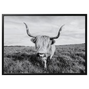 IKEA - cuadro con marco, vaca curiosanegro, 140x100 cm negro
