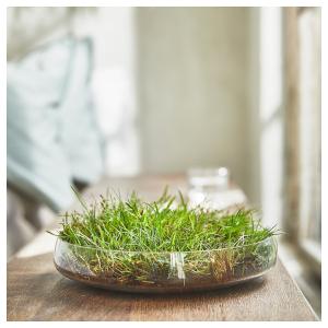 IKEA - vela aromática en vaso, hierba frescaverde claro, 20…