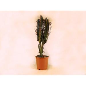 Cactus euphorbia trigona 65 cm en maceta de 17 cm
