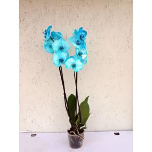 Orquídea phalaenopsis azul en maceta de 12 cm