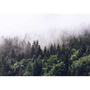 Mural bosque niebla de 366 x 254 cm