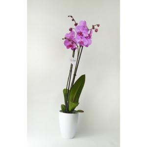 Orquídea phalaenopsis 2 tallos rosa en maceta de 12 cm