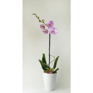 Orquídea phalaenopsis 1 tallo moteada en maceta de 12 cm