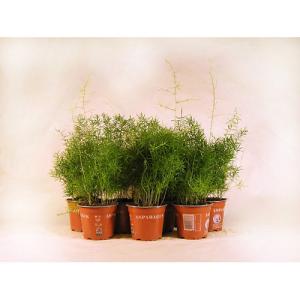 Planta verde asparagus sprengueri 8 uds en maceta de 13 cm