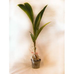 Planta verde cocos nucifera 130 cm en maceta de 19 cm