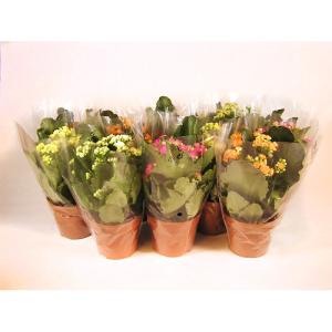 Planta con flores kalanchoe 10 uds en maceta de 12 cm