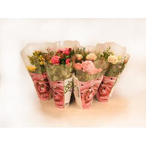Planta con flores rosal 10 uds en maceta de 13 cm