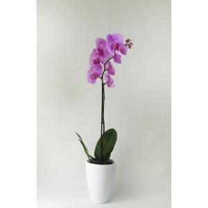 Orquídea phalaenopsis 1 tallo rosa en maceta de 12 cm