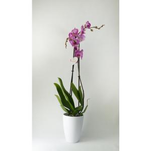 Orquídea phalaenopsis 2 tallos moteada en maceta de 12 cm